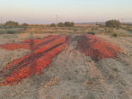 Bakanlıktan meraya dökülen domateslerle ilgili açıklama