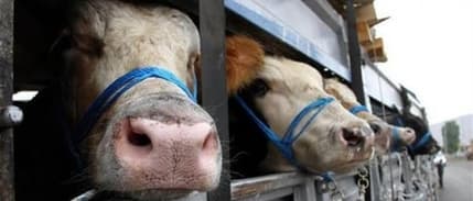 Bakanlıktan şap alarmı: Hayvan pazarları kapatıldı, nakiller yasaklandı