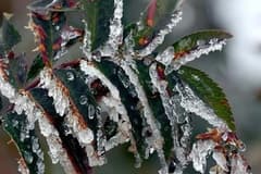 Bakanlıktan üreticilere zirai don uyarısı