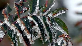 Bakanlıktan üreticilere zirai don uyarısı