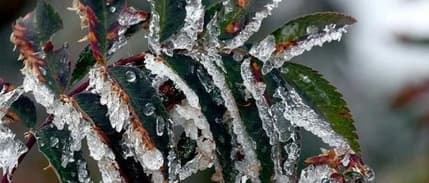 Bakanlıktan üreticilere zirai don uyarısı