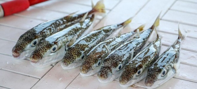 Balon balığı avcılığında destek tutarı artırıldı