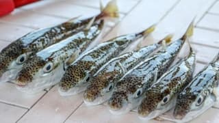 Balon balığı avcılığında destek tutarı artırıldı