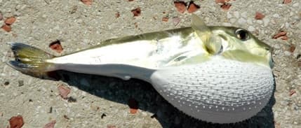 Balon balığına yönelik destek tutarı artırıldı