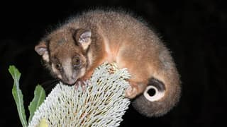 Batı Papua'da 6 bin yıl sonra possum ve planör keşfi