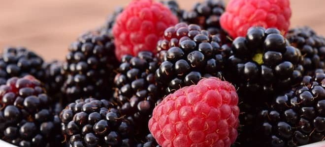 Batman'dan Almanya'ya 3 Milyon Euroluk Böğürtlen İhracatı