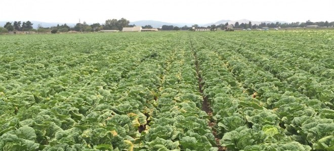 Bayraktar: 'Lahana Üreticide 32 Kuruş, Markette 1 Lira 55 Kuruş'