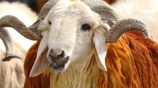 Bayramda 3 milyonun üzerinde kurbanlık satıldı