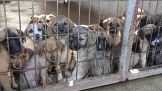 Belediyelerin hayvan barınakları harcamalarına teşvik geldi