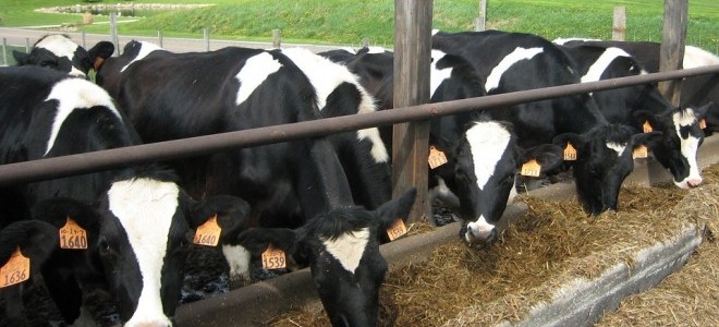 Besiciler, Canlı Hayvan Bulmakta Zorlanıyor