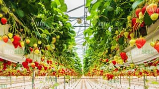 Biber ihracatı ilk kez domatesi geride bıraktı