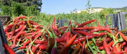 Bilecik'ten coğrafi işaret hamlesi: 35 ürün coğrafi işaret için bekliyor