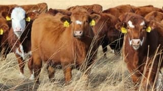 Bingöllü Hayvan Besicilerinden 'İthal Et' Şikayeti