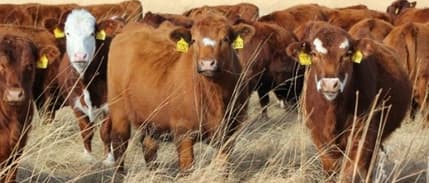 Bingöllü Hayvan Besicilerinden 'İthal Et' Şikayeti