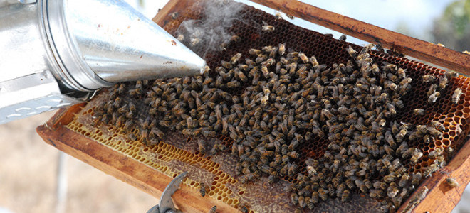 Bir kilo balın üretim maliyeti açıklandı