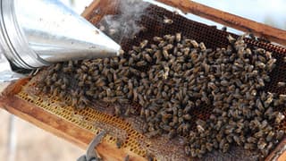 Bir kilo balın üretim maliyeti açıklandı