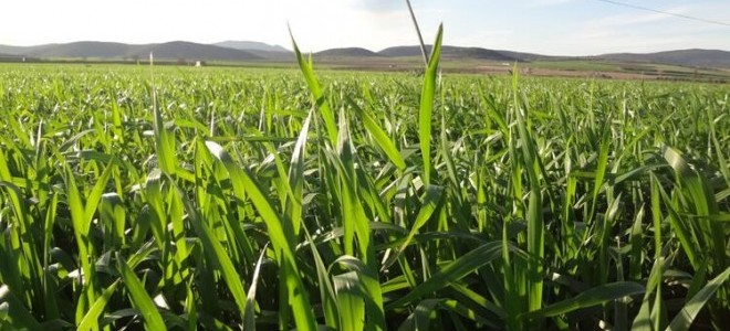 Bitkisel üretimde biyolojik / biyoteknik mücadele desteklenecek