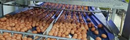 Bölgenin yumurta ihtiyacı Erzincan'dan karşılanıyor