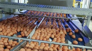 Bölgenin yumurta ihtiyacı Erzincan'dan karşılanıyor