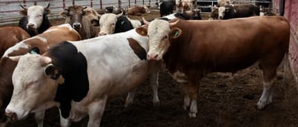 Bu yıl kurbanlık büyükbaş ve küçükbaşlar ne kadar olacak?: İstanbul ve Ankara'da ortalama fiyatlar