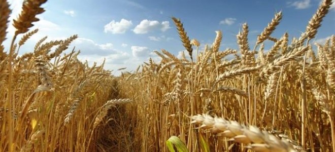 Buğday fiyatındaki 4 aylık yükseliş serisinin bu ay sona ermesi bekleniyor