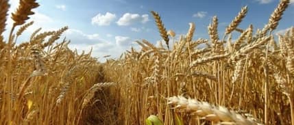 Buğday fiyatındaki 4 aylık yükseliş serisinin bu ay sona ermesi bekleniyor