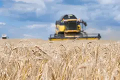 Buğday fiyatları iki yılın zirvesine çıktı
