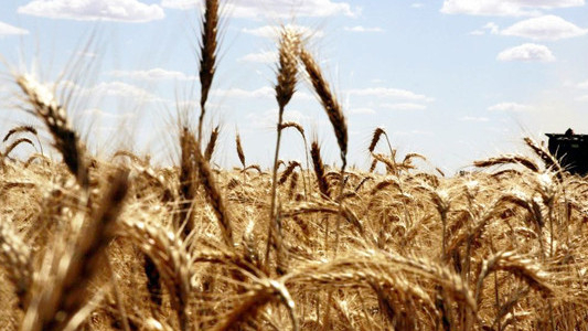 Buğday fiyatlarında iki ayın en sert yükselişi