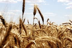 Buğday fiyatlarında iki ayın en sert yükselişi