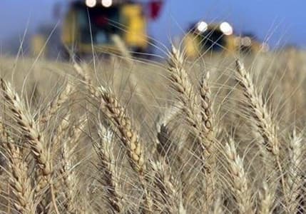 Buğday fiyatlarındaki kayıplar yüzde 3'ü aştı