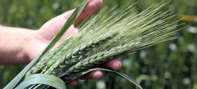 Buğday krizi gelebilir: Hindistan’ın ihracat yasağı dünya piyasalarını etkiledi