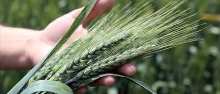 Buğday krizi gelebilir: Hindistan’ın ihracat yasağı dünya piyasalarını etkiledi