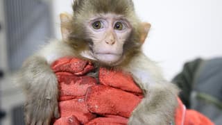 Bursa'da yasa dışı barındırılan 3 makak maymunu kurtarıldı