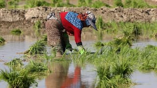 Bursa’nın Karacabey ilçesinde çeltik ekimi yasaklandı