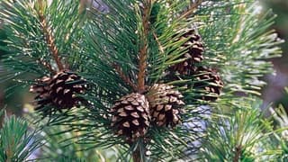 Çam Fıstığı Rekoltesi Sürekli Düşüyor, Fiyatlar El Yakıyor