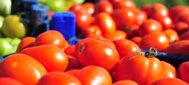 Çanakkale'de domates son hasatta yüz güldürdü