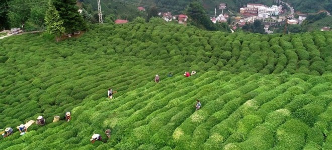 Çay ihracatı iki ayda 6 milyon doları aştı