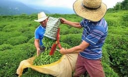 Çay ihracatı yılın ilk 8 ayında %22 arttı