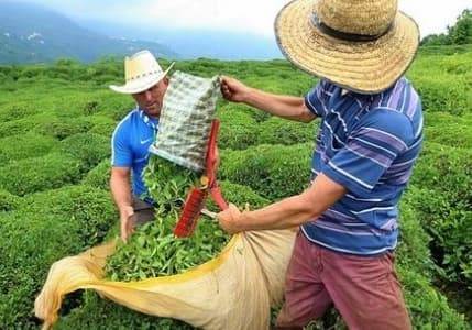 Çay ihracatı yılın ilk 8 ayında %22 arttı