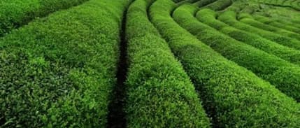 Çay Üreticisi Hasat İçin Acele Edince Fiyat Düştü