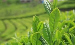 Çay Üreticisinden Özel Sektöre Düşük Fiyat Tepkisi