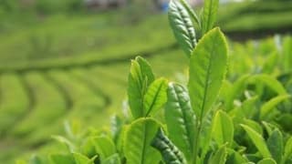 Çay Üreticisinden Özel Sektöre Düşük Fiyat Tepkisi
