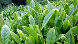 Çaykur, Batı Afrika’da 