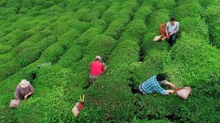 ÇAYKUR'dan üreticilere düşük çay fiyatı uyarısı