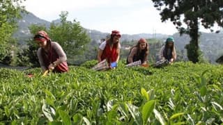 ÇAYKUR'dan yaş çay alımına kontenjan kararı