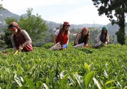 ÇAYKUR'dan yaş çay alımına kontenjan kararı