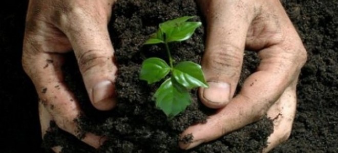 Çaykur Genel Müdürü Sütlüoğlu: Bir An Önce Organik Gübreye Geçmeliyiz