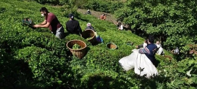 ÇAYKUR mevsimlik işçi alımına başladı