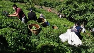 ÇAYKUR mevsimlik işçi alımına başladı