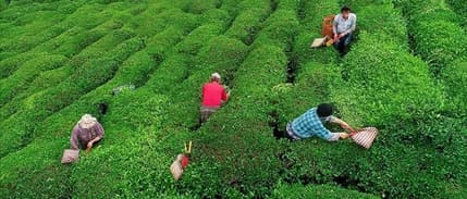 ÇAYKUR organik çayda teşvik modelini değiştirdi